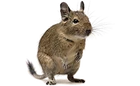 DEGU DEGU